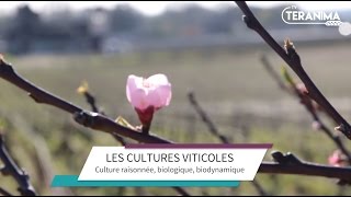 Entre culture raisonnée biologique et biodynamique  Teranima TV [upl. by Fran]