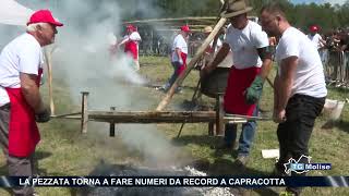 La pezzata torna a fare numeri da record a Capracotta [upl. by Archambault168]