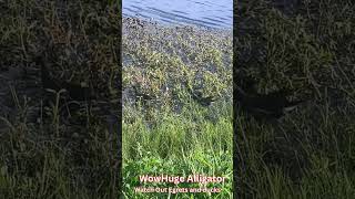 Huge Alligator Watch Out Egrets and Ducks You are In Danger shortsvideo alligator ducks [upl. by Enamrahs]