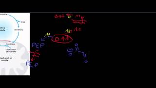 Biochemistry  Transaminases amp the Urea Cycle [upl. by Champaigne]