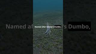 Deep Ocean Animals You Didn’t Know mixlur facts cosmicexplorers [upl. by Atworth993]