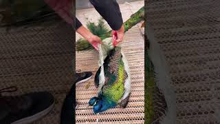 Peacock Opening 😲 Insane 🤯 moor lovers shortvideo peacok [upl. by Harlow440]