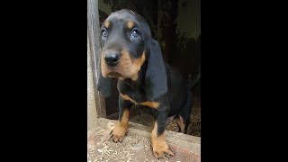 AWESOME LITTER 45 week AMERICAN Black amp Tan COONHOUND PUPPIES [upl. by Noelani]