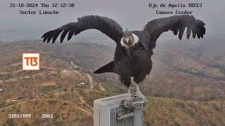 Majestuoso Cóndor andino posó durante 15 horas [upl. by Raul]