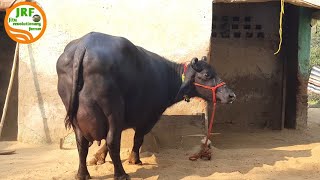 👍For Sale 20Litre Murrah Buffalo Available for sale in Mahendergarh👍Monu Sir 7027013547👍 [upl. by Kesley]