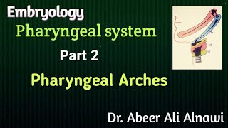 Embryology 2 Development of pharyngeal arches Dr Abeer Ali Alnawi [upl. by Nealon649]