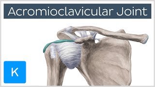 Acromioclavicular Joint  Location amp Function  Human Anatomy  Kenhub [upl. by Saltsman]