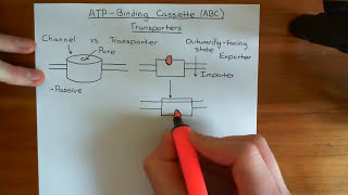 ATPBinding Cassette ABC Transporters Part 1 [upl. by Jacobine561]