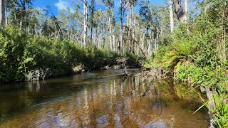 Creek Fishing in Gippslands High Country [upl. by Vivien223]