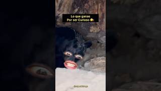 Oso Saliendo de Hibernación 🐻❄️ Final inesperado 😂🤣🤣 [upl. by Thistle]