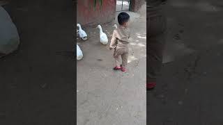 Sundarvan Park  Ahmedabad shortvideo happyduck cute duck birds awesomeduck shorts [upl. by Piotr948]