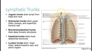 AHS 131 Ch 211  Lymph amp Lymph Vessels [upl. by Alih]