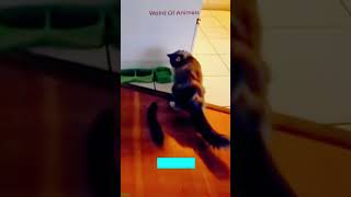 Funny Pets 😹 funny cats talking 🐈‍⬛ worldofanimals Episode 9600 [upl. by Arymahs]