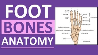 Foot Bones Anatomy Mnemonic Tarsals Metatarsals Phalanges [upl. by Aniluap]