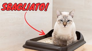 Stai sistemando la lettiera del tuo gatto in modo completamente sbagliato [upl. by Vargas]