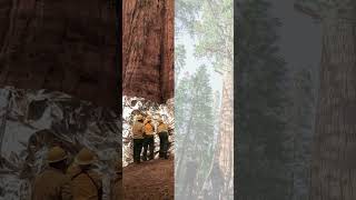 Giants of the Earth The Tallest amp Biggest shorts tree trending sequoia fyp [upl. by Acinok]