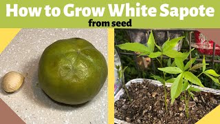 How to Grow White Sapote from Seed [upl. by Adnhoj802]