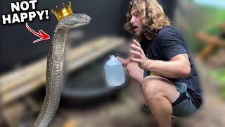 Giant King Cobra keeps GROWING [upl. by Tomkins280]