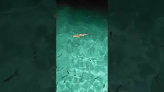 Black tip reef sharks Sandies Bathala Maldives [upl. by Mena]