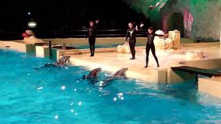 HD Dolfijnen show in het Dolfinarium [upl. by Redliw]