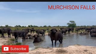 MURCHISON FALLS NATIONAL PARK UGANDA [upl. by Lainahtan]