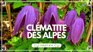 La clématite des Alpes Clematis alpina Astragène clematis clématites vegetosphere [upl. by Haseena]