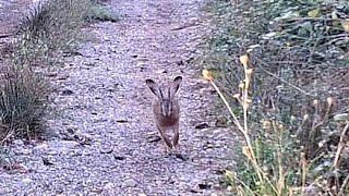 Caccia alla lepre SCOVO SCOVO 🐇🐕🐕 caccia hunting [upl. by Venditti]