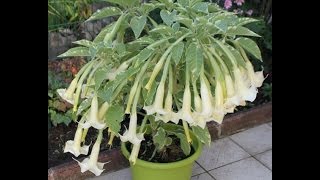 Brugmansia Maya [upl. by Kiersten]