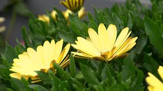 OSTICADE™Series Osteospermum ecklonis [upl. by Mcquillin]