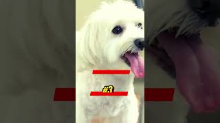 Top 5 Best Hypoallergenic Dog Breeds for Allergy Sufferers 😱 shorts [upl. by Ardnaxela]