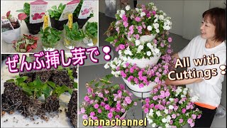 【挿し芽】サフィニア🌺ぜんぶ挿し芽でフラワータワー❕豪華すぎ✨All with Cuttings🌱Propagating Petunia Surfinia🌺 [upl. by Lunn]