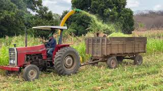 Massey 265 na JFc120 e Valmet 85id na cata capim [upl. by Rica914]