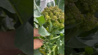 Romanesco Cauliflower backyardgarden backyardgardener gardentotable [upl. by Sheng]