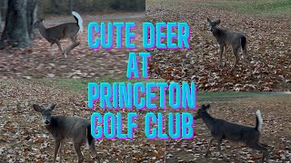 Cute Deer at Princeton Golf Club [upl. by Seligman248]