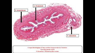 Td histologie  appareil urinaire  Dr messala [upl. by Dragde773]