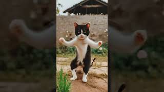 Billi dancecute cat ststus funny comedy dance music [upl. by Radman]