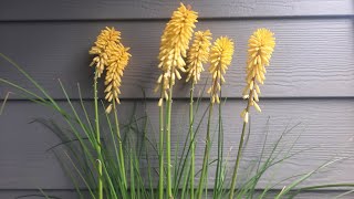 Red Hot Pokers  Kniphofia uvaria cultivars [upl. by Alimak951]