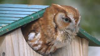 Screech Owl Vocalizing [upl. by Norred]