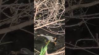 MOMMY TIKLING BIRD BRINGING FOOD FOR CHICKS [upl. by Trilbi]