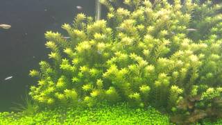 Rotala Rotundifolia [upl. by Ursuline]