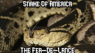 The FerDeLance  Snakes Of Latin America Episode 1 [upl. by Rosalia398]