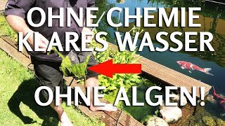 OHNE CHEMIE klares Teichwasser ohne Fadenalgen amp Schwebealgen im Koiteich [upl. by Brooking]