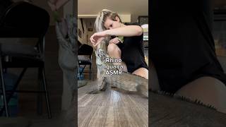 Volume up for at the end for Rocco’s tippity taps 🦏💜reptile lizard fyp rhinoiguana [upl. by Nylleoj837]