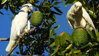 Agathis Robusta Corellas Eating Pine Cones of Queensland Kauri Pine [upl. by Dnalyar282]