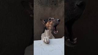 Puppy dog crying cryingdog puppy puppies dog crying cry saddog kutta [upl. by Nodrog]