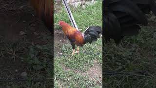 Yellow Legged Hatch  Manok Ni Hamog manoknihamog share shorts shortsvideo shortsfeed ayam [upl. by Melan96]