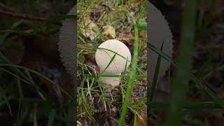 Purchawka fiolowata Lycoperdon excipuliforme [upl. by Ramsden338]