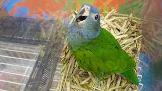 Blueheaded Parrot Baby ： アケボノインコ（ヒナ）山羊鳴き [upl. by Chandos]