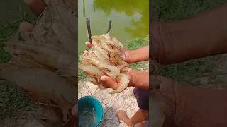 Big tiger fish video video sorts [upl. by Attenej]