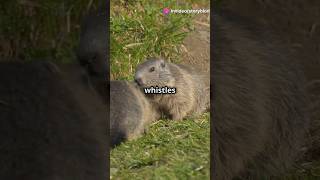 Surprising Marmot Facts You Didn’t Know 🐾 MarmotFacts Wildlife AnimalFacts CuteAnimals [upl. by Hillery]